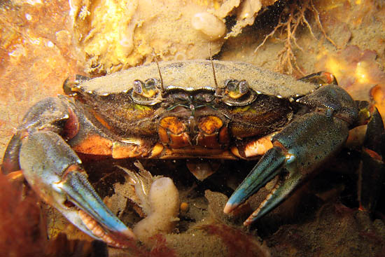 Strandkrab (Carcinus maenas)