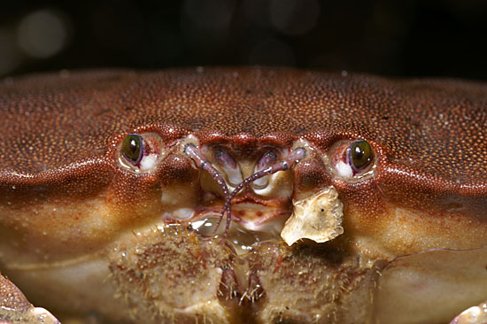 Noordzeekrab (Cancer pagurus)