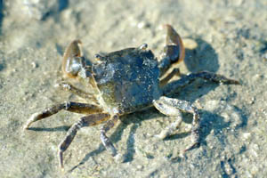 de penseelkrab