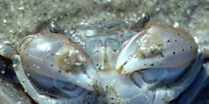de penseelkrab
