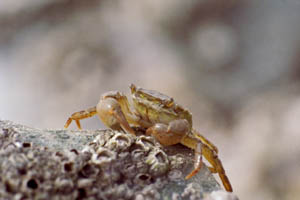 de penseelkrab