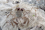 wolhandkrab0303